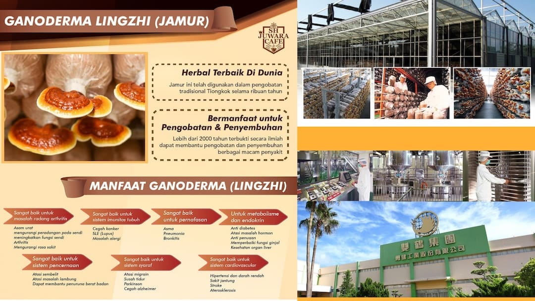 Apa itu Ganoderma 4